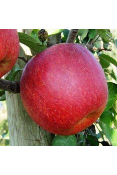 Соковиті яблука Горець із блискучою шкіркою